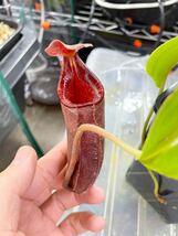 N.rajah x lowii Y’s ウツボカズラ Nepenthes ネペンテス 食虫植物_画像1