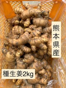 熊本県産　種生姜　2kg