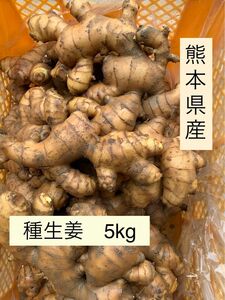 熊本県産　種生姜　5kg