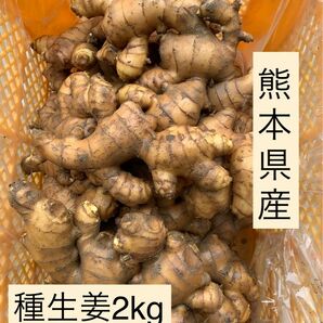 熊本県産　種生姜　2kg