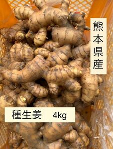 熊本県産　種生姜　4kg