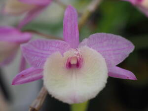 04/17 Den.aphyllum(pierardii) 'Madam Royal' (OG) ① 開花中 洋蘭 デンドロ 原種