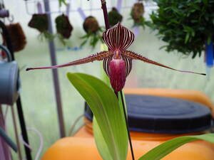 04/29 Paph.rothschildianum'Mont Millais'FCC/RHS 開花中 洋蘭 パフィオ ロス 多花性