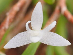 04/04 Ceratostylis.philippinense 花付き 芳香 ミニチュア 洋蘭 原種 セラトステリス