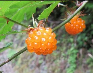 モミジイチゴ　特大株　2株　 山野草 紅葉苺 紅葉いちご