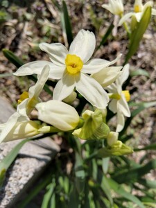 星咲き スイセン 10球 開花球含む 黄色 水仙 球根