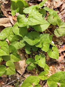 ウスバサイシン　山野草　5株