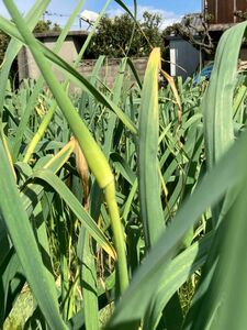 香川県産ニンニクの芽 300g