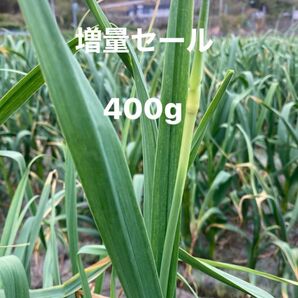 香川県産ニンニクの芽 増量400g