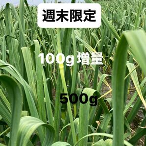 香川県産ニンニクの芽 600g