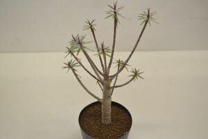 ユーフォルビア　バルサミフェラ　EUPHORBIA balsamifera