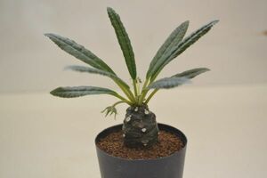 ドルステニア　クリスパ　ランキフォリア　DORSTENIA crispa v lancifolia