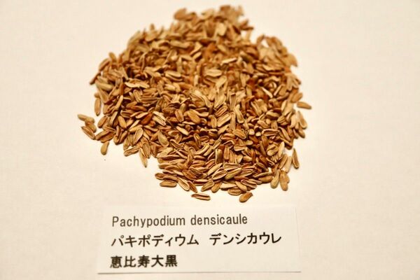 パキポディウム　恵比寿大黒　デンシカウレ　種子　10粒