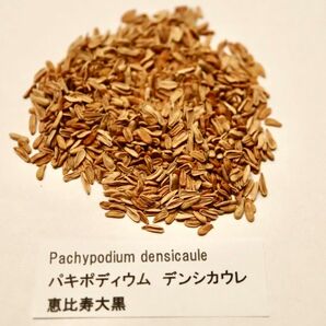 パキポディウム 恵比寿大黒 デンシカウレ 種子　10粒