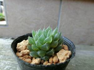 ガメラ　ハオルチア 観葉植物 多肉植物　