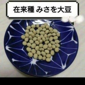 【熊本の在来種 大豆の種】 みさを大豆 20粒 農薬不使用 固定種 小粒 熊本 九州 無農薬 