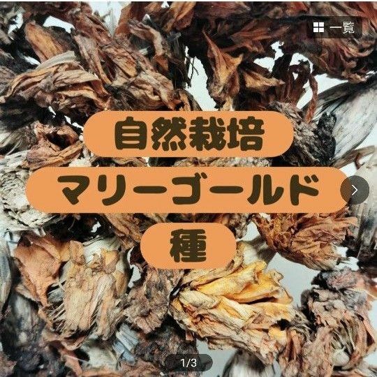 【自然栽培】自家採種 マリーゴールド 種 45個 緑肥 コンパニオンプランツ 農薬不使用 無肥料