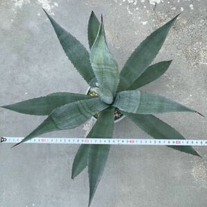 美株！agave americana アガベ アメリカーナ 1の画像4