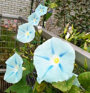 自家採種 西洋アサガオ ブルースター 種 ５粒 種子 朝顔 あさがお アサガオ 朝顔の種 花の種