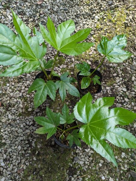 3鉢セット ヤツデ ポットごと配送 /観葉植物 グリーン 八手 厄祓い 庭木