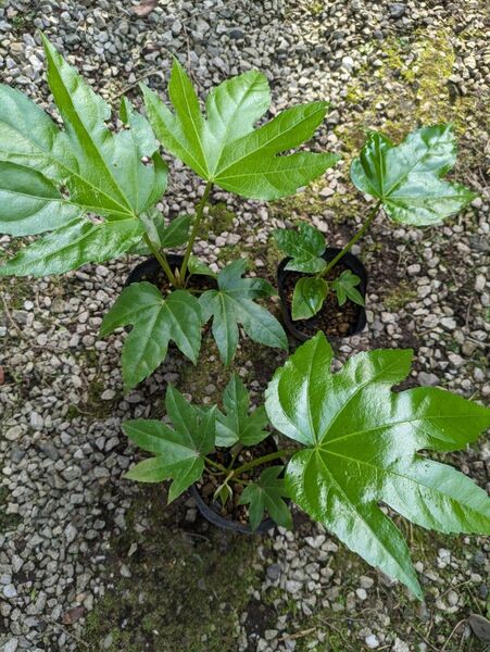 3鉢セット ヤツデ ポットごと配送 ／観葉植物 グリーン 八手 厄祓い 庭木