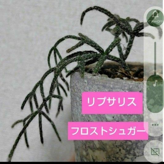 【多肉植物】リプサリス　フロストシュガー　
