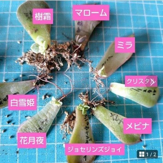 【多肉植物】クリスタル、花月夜、白雪姫など葉挿し8種類セット