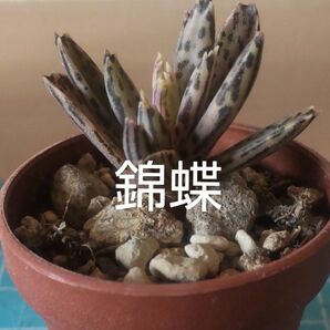 【多肉植物】錦蝶　抜き苗