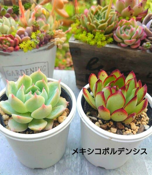 多肉植物 抜き苗 韓国苗 エケベリア 寄せ植え 匿名配送