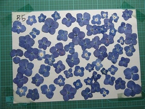 C-8 blue purple .