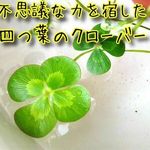 不思議な力を宿した四つ葉のクローバー　金運　恋愛運　その他　1