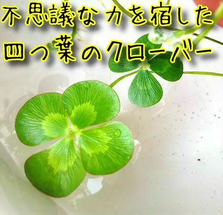 不思議な力を宿した四つ葉のクローバー　金運　恋愛運　その他　3