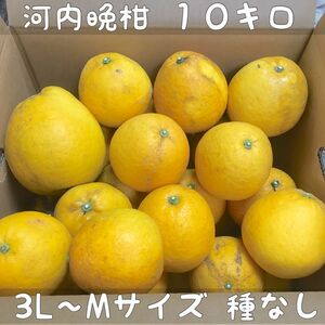 愛媛産 吉田町 河内晩柑 箱込み 10キロ 3L〜Mサイズ