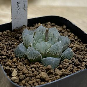 多肉植物 ハオルチア 巨大赤線レンズオブツーサ×オブチョコ 2016実生選抜 M2/3の画像1