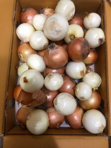 120.. сделка перевод .li Hokkaido производство шар лук порей коробка включено 10kg