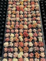 即購入OK セット 100苗2-4cm 多頭群生多肉植物 エケベリア_画像2