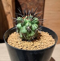 実生　コピアポア　コルムナアルバ　孤竜丸　Copiapoa cinerea var. columna-alba【検索】 サボテン　黒王丸　サボテン_画像3