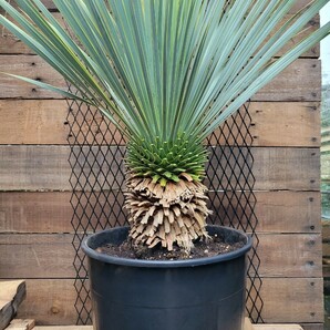 ユッカ ロストラータ  Yucca rostrata 【検索】 ユッカ Yucca ロックガーデン ドライガーデン リギダ ユッカロストラータの画像7