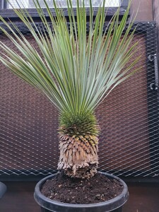 ユッカ ロストラータ　 Yucca rostrata　【検索】 ユッカ　Yucca　ドライガーデン