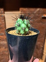 実生　コピアポア　コルムナアルバ　孤竜丸　Copiapoa cinerea var. columna-alba【検索】 サボテン　黒王丸　サボテン_画像2