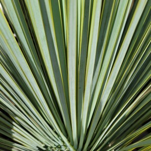 ユッカ ロストラータ  Yucca rostrata 【検索】 ユッカ ドライガーデン Yuccaの画像4