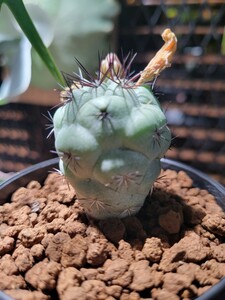 Ortegocactus macdougallii　オルテゴカクタス　マクドガリー　【検索】サボテン　実生　 黒王丸　Copiapoa