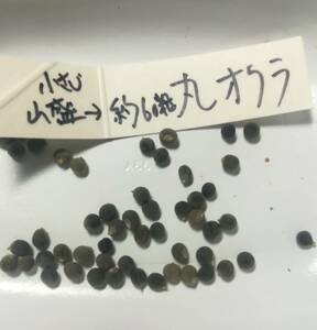 ■■今が播き時■■　！増量中！【 丸オクラ　種　100粒以上 】自然農法（農薬不使用 無肥料 不耕起）自然栽培　自家採種　送料63円～