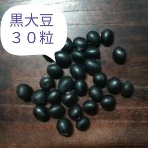 【 黒大豆 黒豆 黒ダイズ 30粒 】 晩生 枝豆も美味 / 自然栽培 自然農法 在来種 昨季 自家採種 送料73円～の画像1