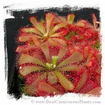 16【輸入種子】ドロセラ　アリシアエ　種子　20　粒 Drosera aliciae [BCP ID# S102]　ドイツコモウセンゴケ　_画像3