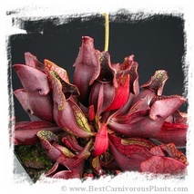 37【輸入種子】サラセニア　プルプレア　プルプレア　種子10粒　Sarracenia purpurea subsp. purpurea [BCP ID# S210] _画像3