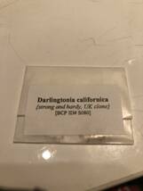 01【輸入種子】ダーリングトニア　カリフォルニカ　種子15粒　Darlingtonia californica strong and hardy, UK clone [BCP ID# S080]_画像1
