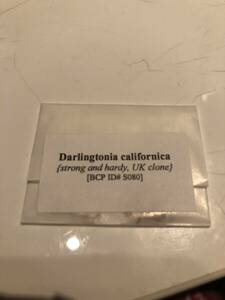 01－2【輸入種子】ダーリングトニア　カリフォルニカ　種子15粒　Darlingtonia californica strong and hardy, UK clone [BCP ID# S080] 