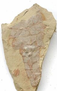 ガンウェイカリス　珍しいトップビューの大型化石　雲南省　澄江動物群　古生代カンブリア紀　バージェスモンスター　化石