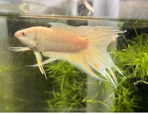 Albino Gold Snake Cloud Paradise Fish 1 пара *ограниченное количество *